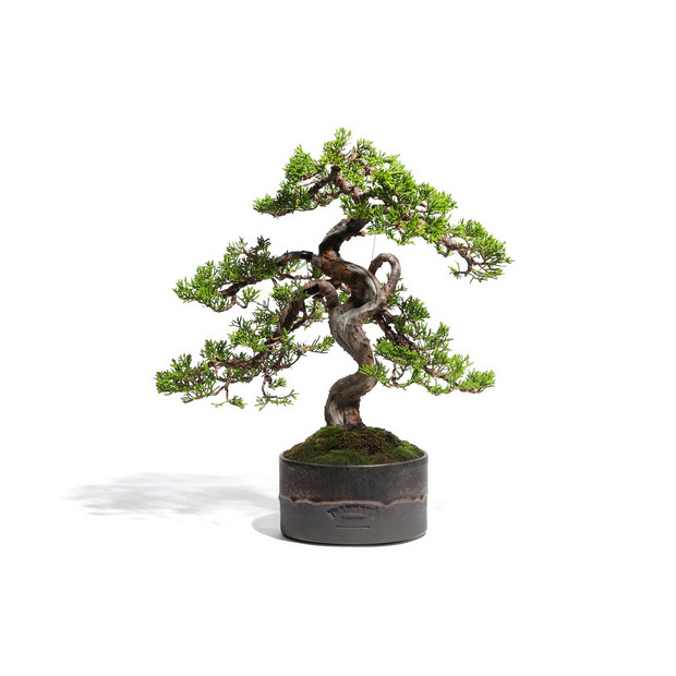 真柏　-Japanese Juniper-　（推定樹齢30年）-M0020-